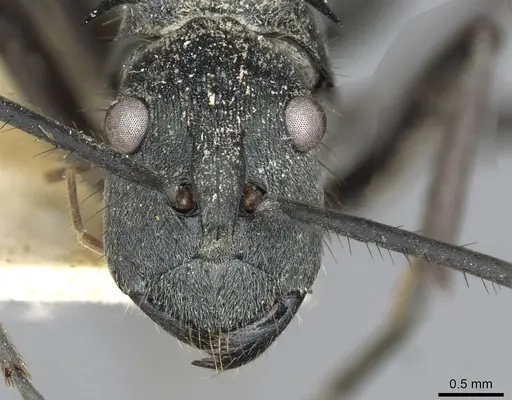 Polyrhachis striata specimen CASENT0910928 image casent0910928_2