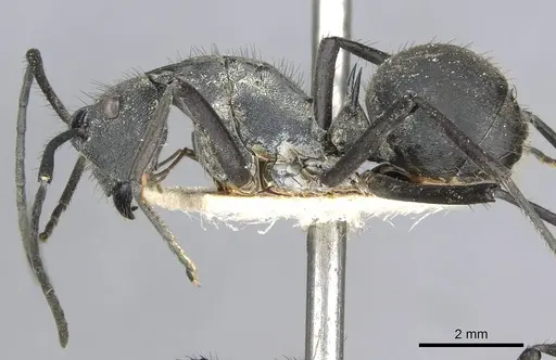 Polyrhachis striata specimen CASENT0910928 image casent0910928_3
