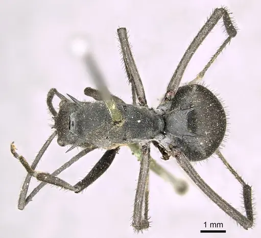 Polyrhachis striata specimen CASENT0915828 image casent0915828_1