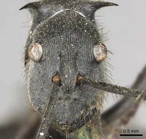 Polyrhachis striata specimen CASENT0915828 image casent0915828_2