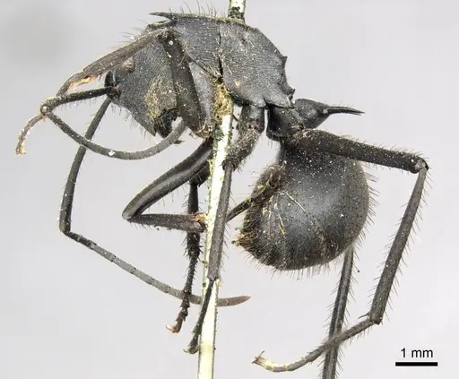 Polyrhachis striata specimen CASENT0915828 image casent0915828_3