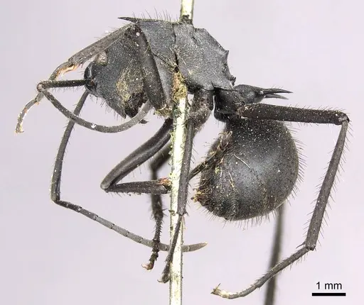 Polyrhachis striata specimen CASENT0915828 image casent0915828_4