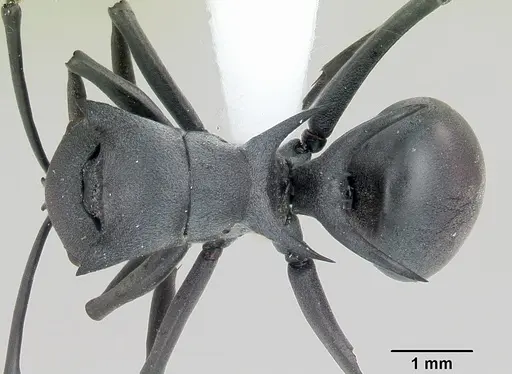 Polyrhachis strictifrons specimen CASENT0103192 image casent0103192_1
