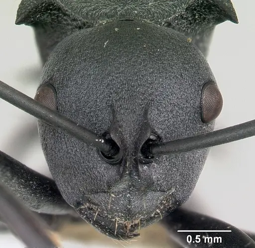 Polyrhachis strictifrons specimen CASENT0103192 image casent0103192_2