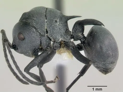 Polyrhachis strictifrons specimen CASENT0103192 image casent0103192_3