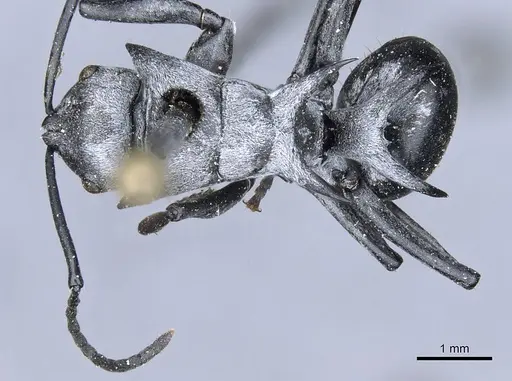 Polyrhachis strictifrons specimen CASENT0905605 image casent0905605_1