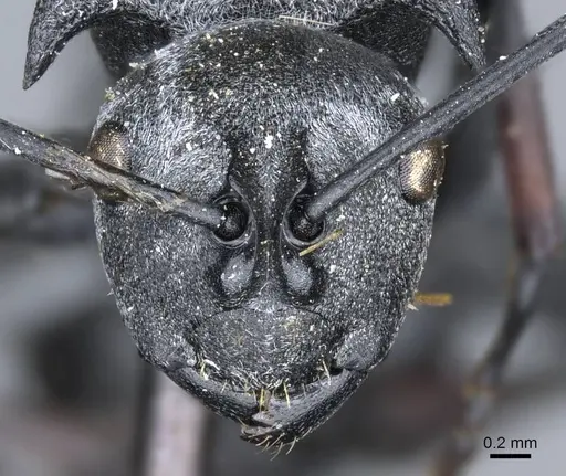 Polyrhachis strictifrons specimen CASENT0905605 image casent0905605_2