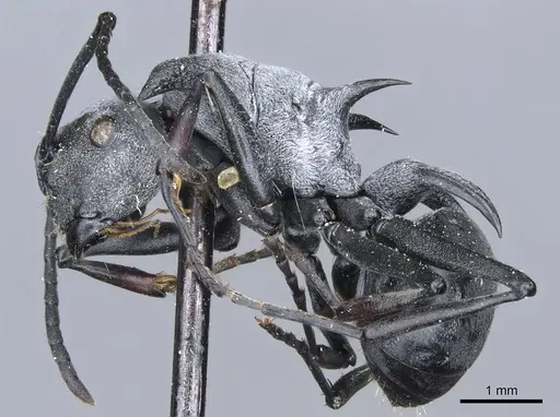 Polyrhachis strictifrons specimen CASENT0905605 image casent0905605_3