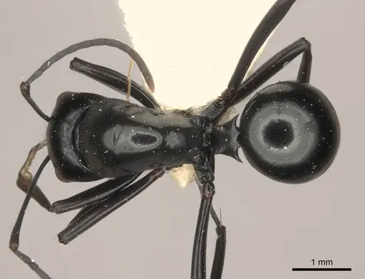 Polyrhachis strumosa specimen CASENT0217438 image casent0217438_1