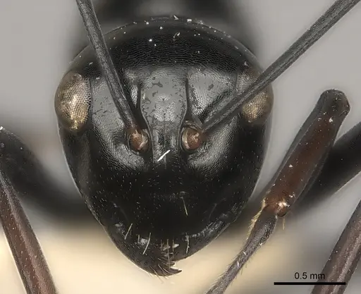 Polyrhachis strumosa specimen CASENT0217438 image casent0217438_2