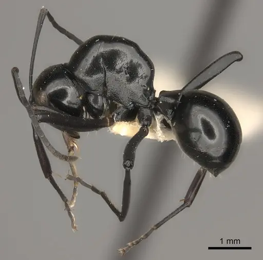 Polyrhachis strumosa specimen CASENT0217438 image casent0217438_3