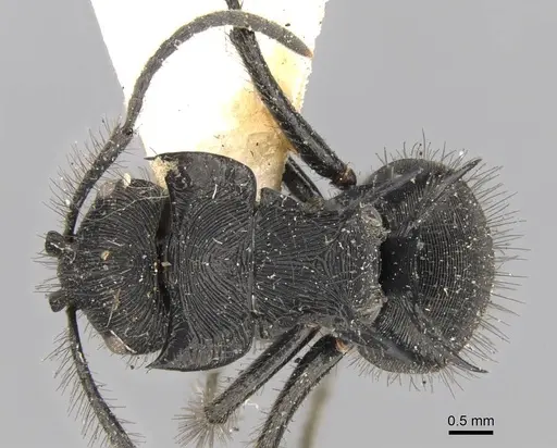 Polyrhachis subaenescens specimen CASENT0906747 image casent0906747_1