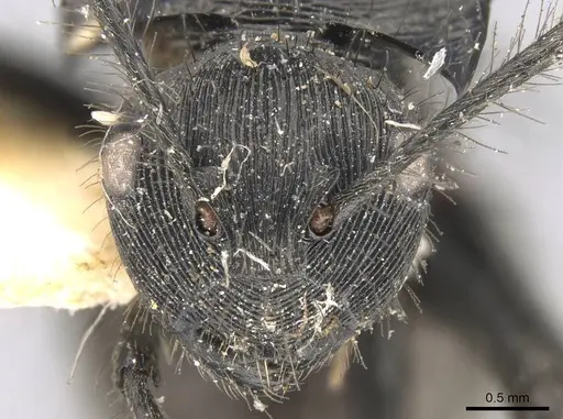 Polyrhachis subaenescens specimen CASENT0906747 image casent0906747_2