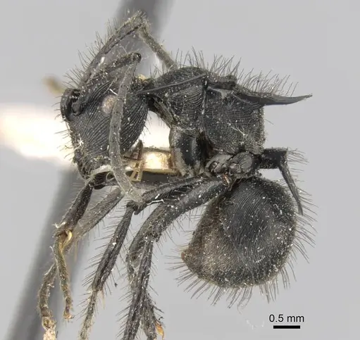 Polyrhachis subaenescens specimen CASENT0906747 image casent0906747_3