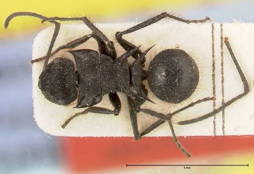 Polyrhachis subaenescens specimen FOCOL0443 image focol0443_1