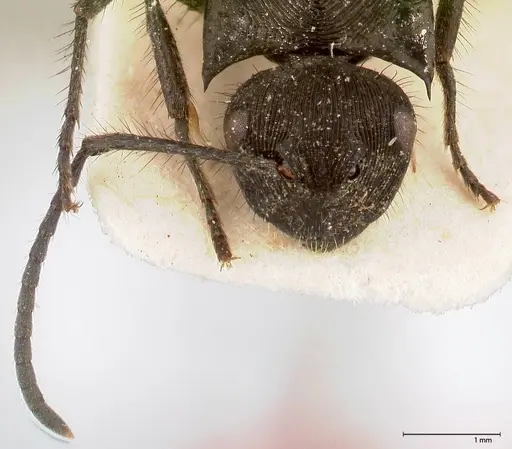 Polyrhachis subaenescens specimen FOCOL0443 image focol0443_2