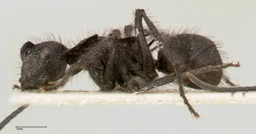 Polyrhachis subaenescens specimen FOCOL0443 image focol0443_3