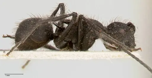 Polyrhachis subaenescens specimen FOCOL0443 image focol0443_4