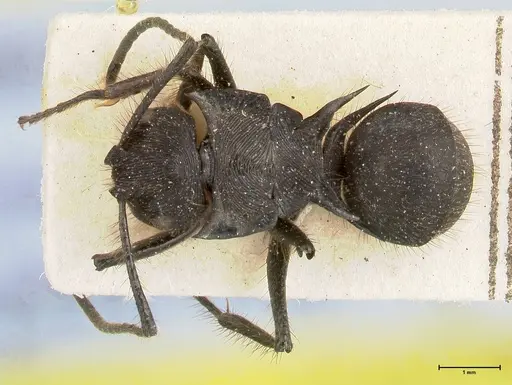 Polyrhachis subaenescens specimen FOCOL0444 image focol0444_1