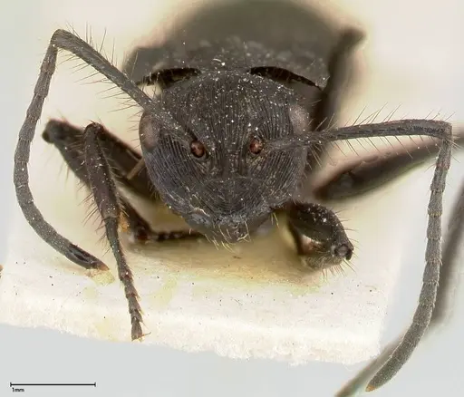 Polyrhachis subaenescens specimen FOCOL0444 image focol0444_2