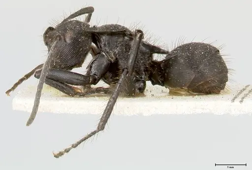 Polyrhachis subaenescens specimen FOCOL0444 image focol0444_3