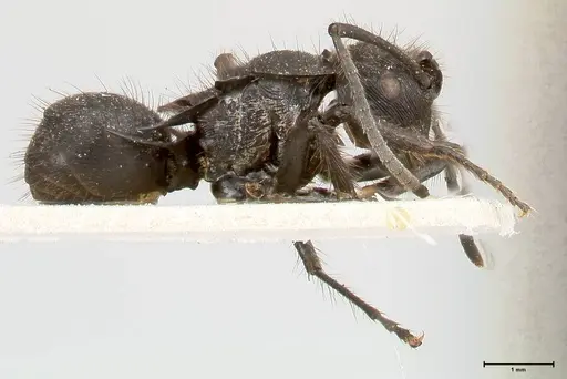 Polyrhachis subaenescens specimen FOCOL0444 image focol0444_4