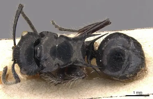 Polyrhachis subcyanea specimen CASENT0905823 image casent0905823_1