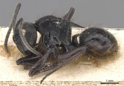 Polyrhachis subcyanea specimen CASENT0905823 image casent0905823_3