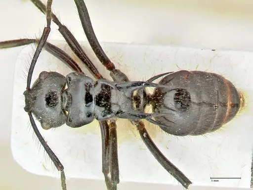 Polyrhachis subcyanea specimen FOCOL2600 image focol2600_1