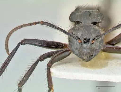 Polyrhachis subcyanea specimen FOCOL2600 image focol2600_2