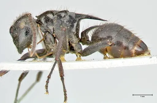 Polyrhachis subcyanea specimen FOCOL2600 image focol2600_3