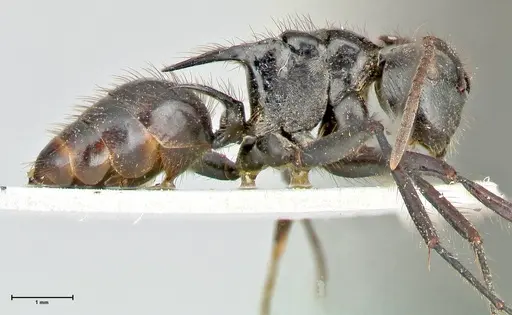 Polyrhachis subcyanea specimen FOCOL2600 image focol2600_4