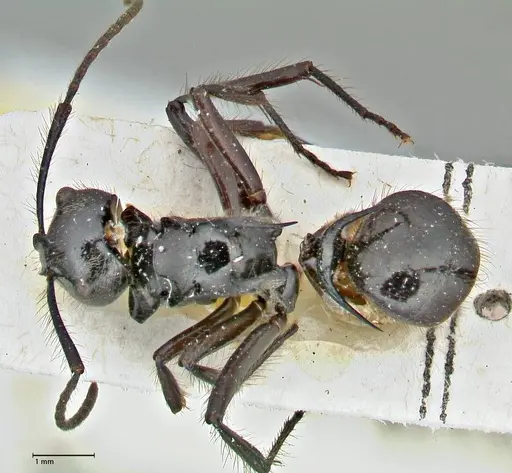 Polyrhachis subcyanea specimen FOCOL2930 image focol2930_1