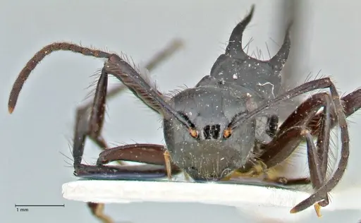 Polyrhachis subcyanea specimen FOCOL2930 image focol2930_2