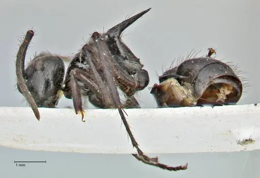 Polyrhachis subcyanea specimen FOCOL2930 image focol2930_3