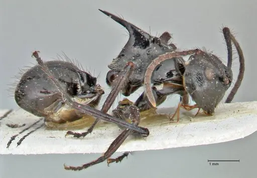 Polyrhachis subcyanea specimen FOCOL2930 image focol2930_4