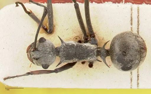 Polyrhachis subfossa specimen FOCOL0459 image focol0459_1