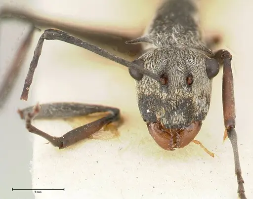 Polyrhachis subfossa specimen FOCOL0459 image focol0459_2
