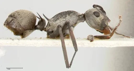 Polyrhachis subfossa specimen FOCOL0459 image focol0459_4