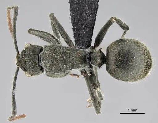 Polyrhachis submarginata specimen CASENT0087089 image casent0087089_1