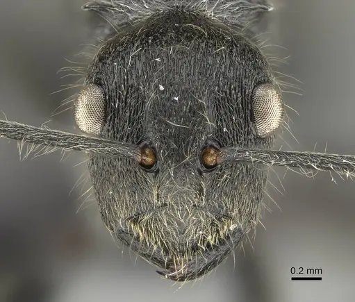 Polyrhachis submarginata specimen CASENT0087089 image casent0087089_2