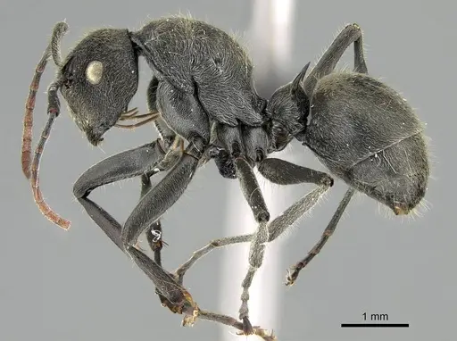 Polyrhachis submarginata specimen CASENT0087089 image casent0087089_3