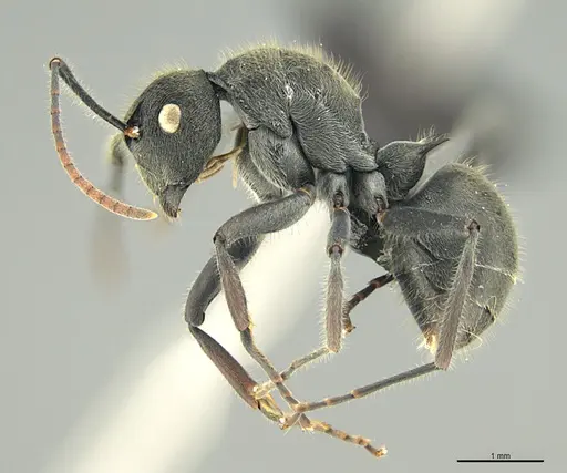 Polyrhachis submarginata specimen CASENT0088752 image casent0088752_1