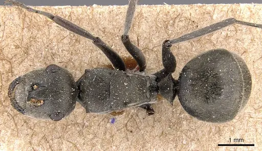 Polyrhachis subpilosa specimen CASENT0905830 image casent0905830_1