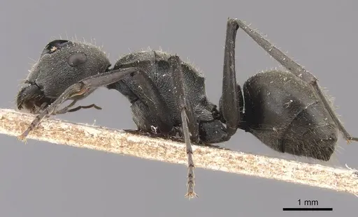 Polyrhachis subpilosa specimen CASENT0905830 image casent0905830_3