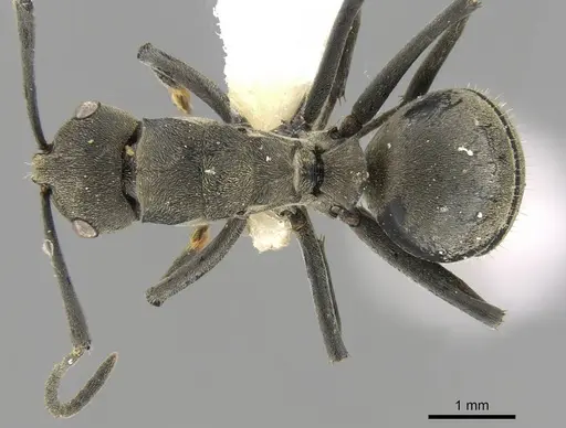 Polyrhachis subpilosa specimen CASENT0906799 image casent0906799_1