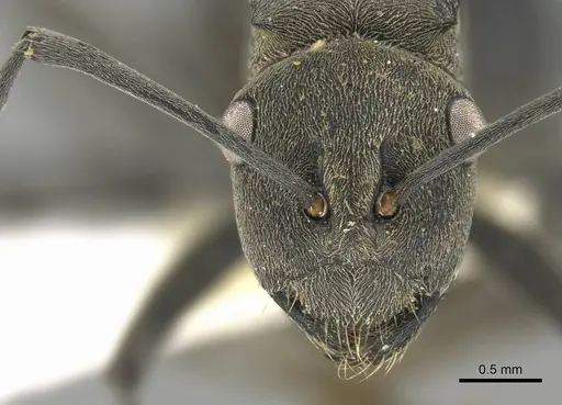 Polyrhachis subpilosa specimen CASENT0906799 image casent0906799_2