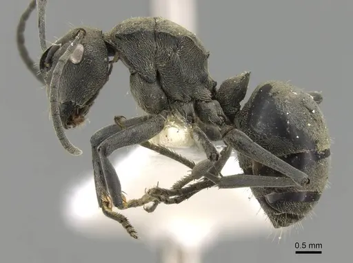 Polyrhachis subpilosa specimen CASENT0906799 image casent0906799_3