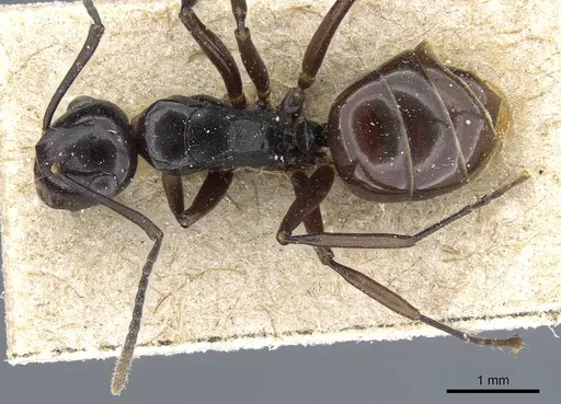 Polyrhachis subtridens specimen CASENT0905569 image casent0905569_1