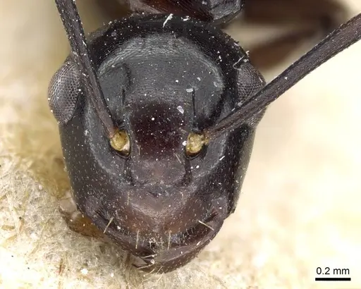 Polyrhachis subtridens specimen CASENT0905569 image casent0905569_2